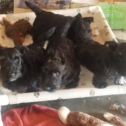 Scottish Terrier Puppies from JMAR kennels