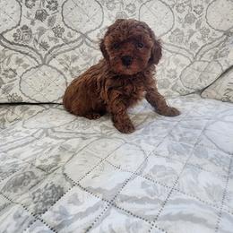 Pekingese, Poodle, and Shih Tzu Puppies from Happy puppies