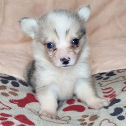 Lilo - Sable merle and white female American Corgi puppy in Dunbar, Nebraska from Vintage Corgis