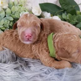 Goldendoodle and Poodle Puppies from Arizona Poodle Queen