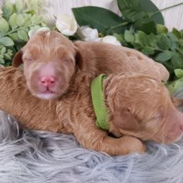 Goldendoodle and Poodle Puppies from Arizona Poodle Queen