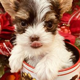 Yorkshire Terriers from Charm City Yorkie Boutique