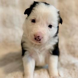 Girl 2 - Black and white female Border Collie puppy in Morriston, Florida from Garcia Family Farms