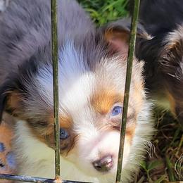 ROSE BMF - Blue merle female Toy Australian Shepherd puppy in Norwood, Missouri from Looney Farm’s Toy & Mini Aussies