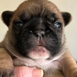 Moxie - Fawn male French Bulldog puppy in Germantown, Ohio from LaBelle Bulldogs