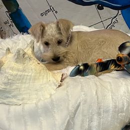 Girl 4-Rilee - White Miniature Schnauzer puppy in Port Orchard, Washington from Silver Bells Miniature Schnauzers