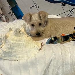 Girl 4-Rilee - White Miniature Schnauzer puppy in Port Orchard, Washington from Silver Bells Miniature Schnauzers