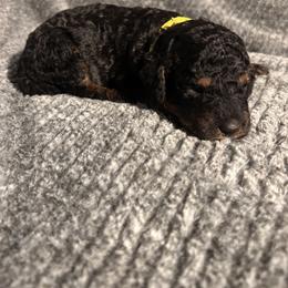 Boy 1 - male Bernedoodle puppy in Warfordsburg, Pennsylvania from Black Oak Forrest Doodles