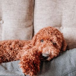 Goldendoodle Puppies from The Doodle Doggies
