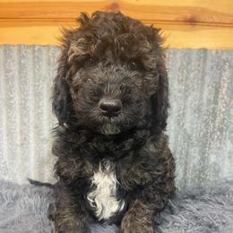 Gray collar - Sable male Goldendoodle puppy in Clarksville, Iowa from Iowa Heartland Doodles