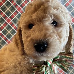 Assorted Doodle Crosses and Goldendoodle Puppies from Little Acre Doodles