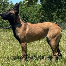 Belgian Malinois puppies from Grand Prix Kennel