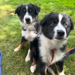 Miniature American Shepherd Puppies from Moonlight Trail Aussies