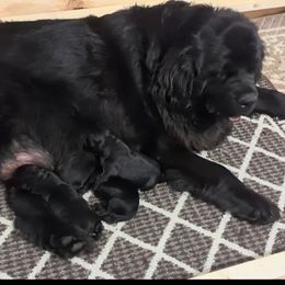 Female 1 - Black female Newfoundland puppy in Burfordville, Missouri from Umfleet Farms