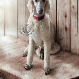 Max - Poodle