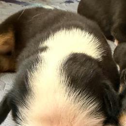 Boy 2 - Black, white and red male Greater Swiss Mountain Dog puppy in Knoxville, Maryland from Dahlgren Swissys