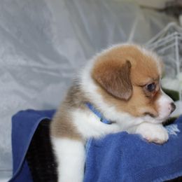 Boy 2 (blue collar) - Red male Pembroke Welsh Corgi puppy in Mountain View, Hawaii from Celtic Corgis