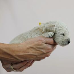 Lion - Cream male Goldendoodle puppy in Pleasant Grove, Utah from Canterbury Canines