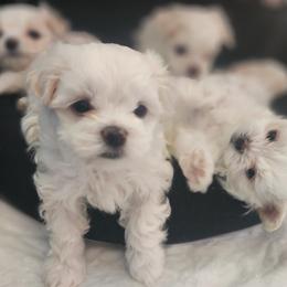 Puppy1 - White male Maltese puppy in Zanesville, Ohio from Donna's Maltese