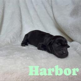 Harbor - Black female Labrador Retriever puppy in Lucasville, Ohio from Backwoods Labradors