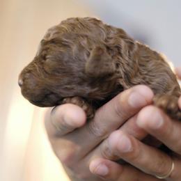 Lagotto Romagnolo Puppies from Morena