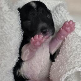Pepper - Parti female Miniature Schnauzer puppy in Sacramento, California from T & A Cali Schnauzer