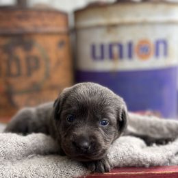 Posie - Charcoal female Dilute Retriever puppy in Puyallup, Washington from 12 Door Farm Labradors