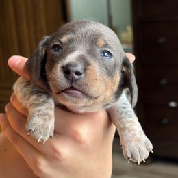 Blue and tan - Gray (blue) and tan female Dachshund puppy in North Branch, Michigan from Monarch Miniature Dachshunds