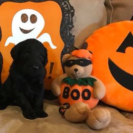 Goldendoodle Puppies from Cooley Doodles