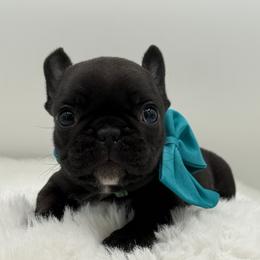 Gemma - Brindle female French Bulldog puppy in Largo, Florida from Big Daddy Frenchies
