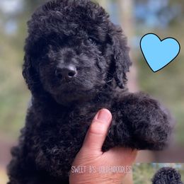 Light Blue Collar - Black female Goldendoodle puppy in Ringgold, Georgia from Sweet B’s Goldendoodles