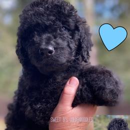 Light Blue Collar - Black female Goldendoodle puppy in Ringgold, Georgia from Sweet B’s Goldendoodles