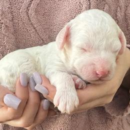 Luna - White female Cavapoo puppy in Aiken, South Carolina from Cavapoos of the Carolinas