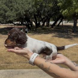 Chocolate and Tan Piebald Longhair Male - Piebald male Dachshund puppy in Killeen, Texas from Southern Dachshunds