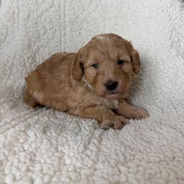 Sandy - Red female Bernedoodle puppy in Loxahatchee, Florida from SR. Doodle pupps