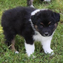 Weston - Black tri-color male Australian Shepherd puppy in Kansas, Oklahoma from Windy G Farm