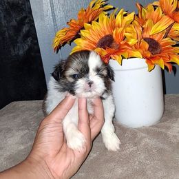 Boy 2 - Black gold and white male Shih Tzu puppy in Birmingham, Alabama from K&D kennels