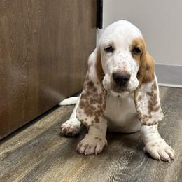 Waverly - Lemon and white female Basset Hound puppy in Richmond, Kentucky from Walters Hollow Hounds