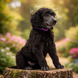 Mor - Silver female Poodle puppy in Spring Hills, Florida from The Olympus Standard Poodle