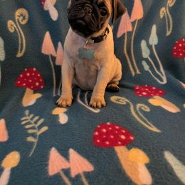 Pug Puppies from Lisa's Pugalicious Pugs