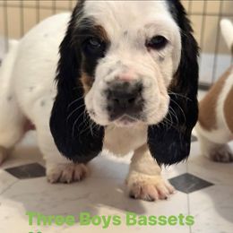 Basset Hound Puppies from Three Boys Bassets
