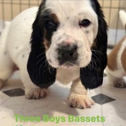 Basset Hound Puppies from Three Boys Bassets