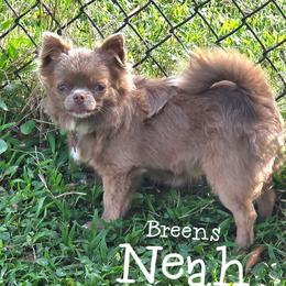 Neah - Chihuahua