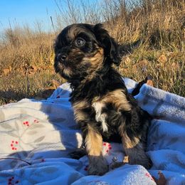 Beau - Black and tan male Cavapoo puppy in Underwood, Minnesota from Tru Cuddle Pups