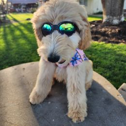 Goldendoodle Puppies from Doodle Love 559