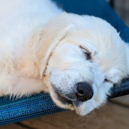 Golden Retriever Puppies from Cruz'n Golden Retrievers
