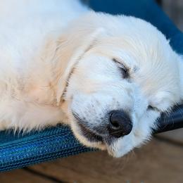 Golden Retriever Puppies from Cruz'n Golden Retrievers