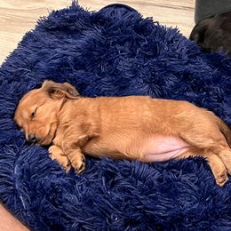 Dachshund Puppies from Texas Tiny Tales