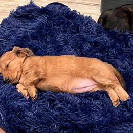 Dachshund Puppies from Texas Tiny Tales