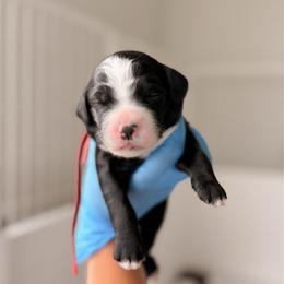 Red - Black and white female Bernedoodle puppy in Cold Spring, Minnesota from A.N.A. Doodles